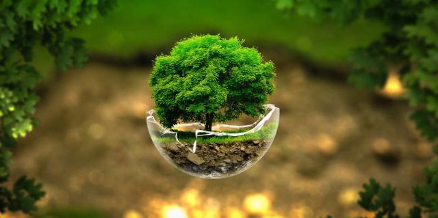 Imagem ilustrativa sobre direito ambiental